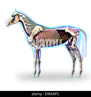 Pferd Skelett Seitenansicht mit Organen - Pferd Equus Anatomie - isoliert auf weiss Stockfoto