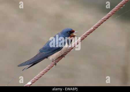 Schwalbe, Hirundo Rustica, einziger Vogel auf Draht, Rumänien, Mai 2015 Stockfoto