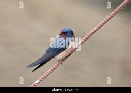 Schwalbe, Hirundo Rustica, einziger Vogel auf Draht, Rumänien, Mai 2015 Stockfoto