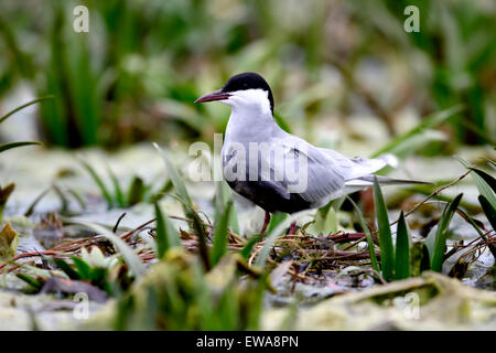 Weissbart Tern, Chlidonias Hybridus, einziger Vogel durch Wasser, Rumänien, Mai 2015 Stockfoto