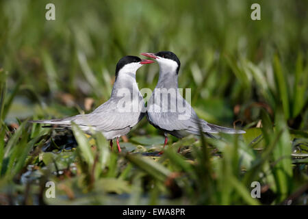 Weissbart Tern, Chlidonias Hybridus, zwei Vögel am Wasser, Rumänien, Mai 2015 Stockfoto