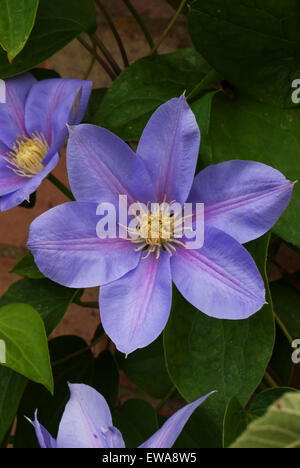 Clematis 'Blue Eyes' Stockfoto