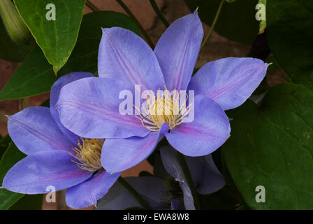 Clematis 'Blue Eyes' Stockfoto