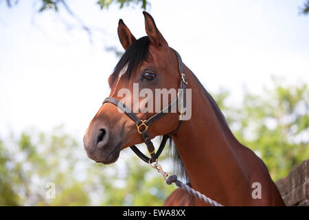 Ein arabisches Pferd mit einem Lederhalter Stockfoto