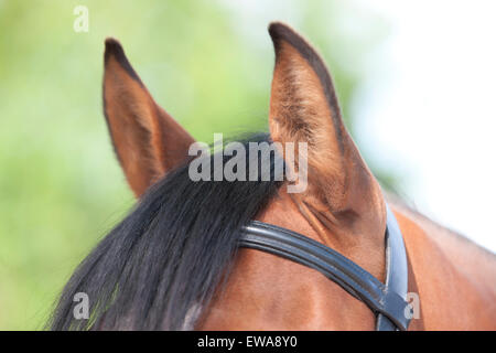 Die Ohren eines Pferdes, wachsam und vorwärts Stockfoto