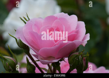 Rose Blume rosa Teppich standard Stockfoto