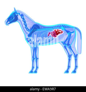 Pferd-Dünndarm - Pferd Equus Anatomie - isoliert auf weiss Stockfoto