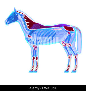 Pferd, Bänder und Gelenke / sehnen - Pferd Equus Anatomie - isoliert auf weiss Stockfoto