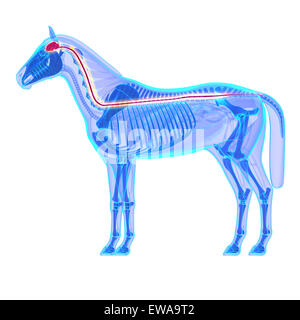 Gehirn und Rückenmark - Pferd Equus Anatomie - isoliert auf weißem Pferd Stockfoto