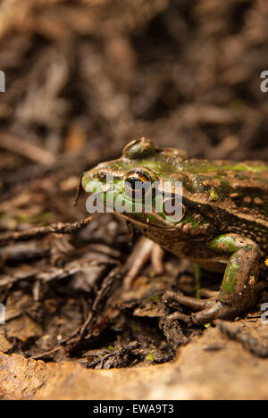 Die Southern Bell frog auch als Knurren Grasfrosch - litoria Raniformis in Australien und in Neuseeland bekannt Stockfoto