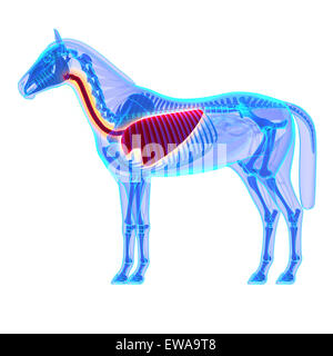 Thorax - Pferd Equus Anatomie - isoliert auf weißem Pferd Stockfoto