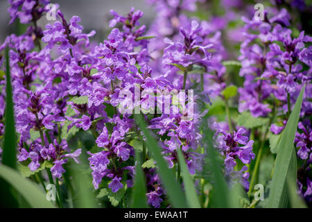 Niederwendischen Macrantha 'Superba' Big Betony Blüte Stockfoto