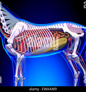 Pferdenanatomie - Innere Anatomie des Pferdes hautnah Stockfoto