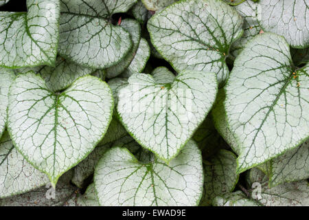 Silber Laub der Brunnera Macrophylla 'Looking Glass' Stockfoto