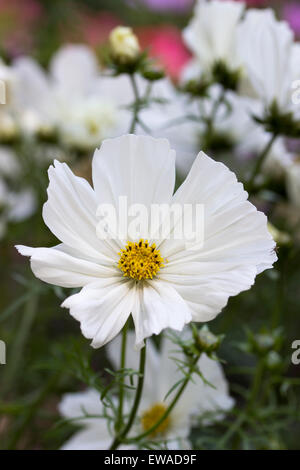 Gelbe zentriert, reine weiße Blume Bettwäsche jährliche, Cosmos Bipinnatus 'Purity' Stockfoto