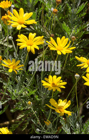 Leuchtend gelben Margeriten von die Sonne lieben, half-hardy South African Euryops Actinobakterien Stockfoto