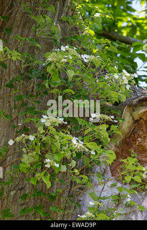 Blüten und Blätter der Hydrangea Anomala Var Kletter Klettern am Stamm eine Edelkastanie Stockfoto