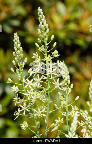 Blumen auf die essbaren Stiele der UK native Ornithogalum pyrenaicum Stockfoto