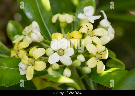 Duftende Blüten des immergrünen japanischen mock Orange, Pittosporum tobira Stockfoto