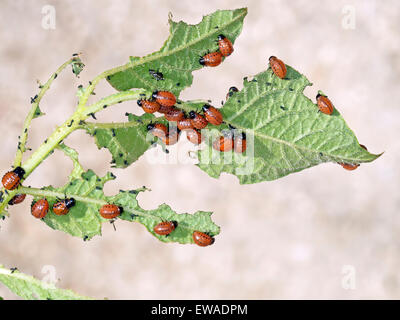 Leptinotarsa Decemlineata, Colorado-Käfer. Larven ernähren sich von Kartoffel-Blatt. Noch einen meldepflichtigen Schädling im Vereinigten Königreich. Stockfoto