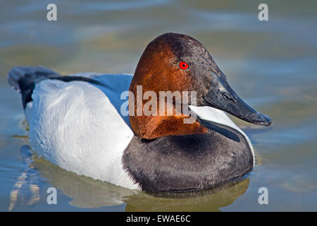 Canvasback Ente schwimmend im Wasser Stockfoto