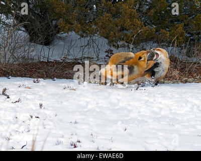 Rote Füchse vor sich im Schnee. Stockfoto