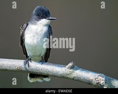 Östlichen Kingbird stehend auf einem Ast Stockfoto