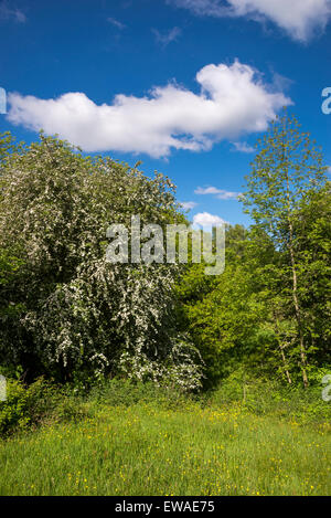 Weißdorn-Baum in voller Blüte in einer bunten Frühsommer Landschaft in England. Stockfoto