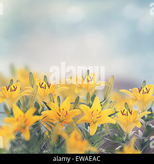 Gelbe Lilie Blumen blühen im Garten Stockfoto