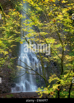 Doppel-Wasserfälle und Herbstfarben. Silver Falls State Park, Oregon Stockfoto