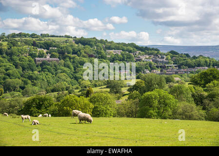 Englische Landschaft an einem sonnigen Tag im Juni. Blick auf das Dorf Broadbottom in Tameside mit Schafbeweidung im Vordergrund. Stockfoto