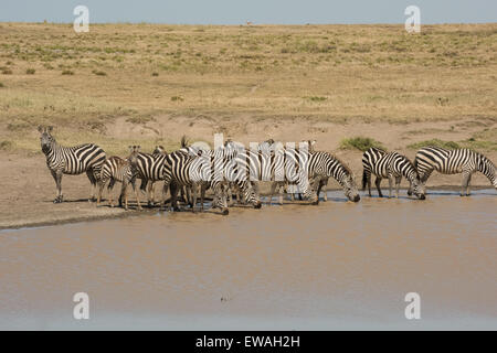 Zebras am Wasserloch, Serengeti Nationalpark, Tansania Stockfoto