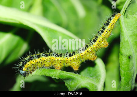 Raupe des großen Kohl weißen Schmetterling (Pieris Brassicae) Stockfoto