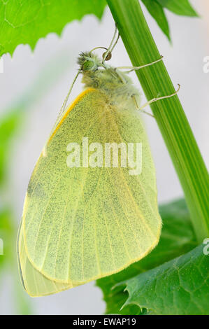 Frisch geschlüpfte große Kohl weiß Schmetterling (Pieris Brassicae) Stockfoto