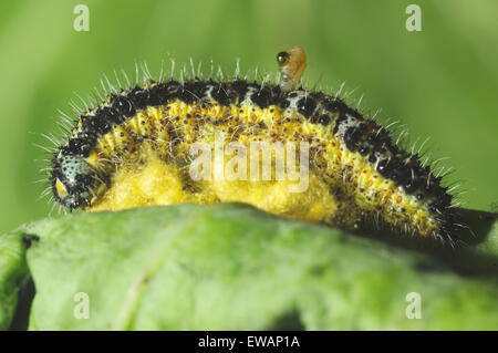 Großer Kohl weißer Schmetterling Raupe von Ichneumon Wespenlarven befallen. Eine Larve, die aus seinem Körper des Gastgebers. Stockfoto