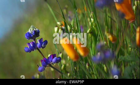 Lupinen und California Poppies, Mt. Tamalpais State Park, Kalifornien Stockfoto