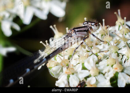 Azure Damselfly Stockfoto