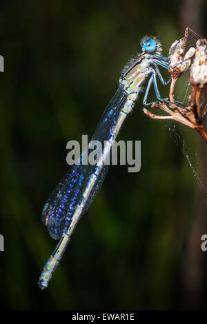 Azure Damselfly Stockfoto