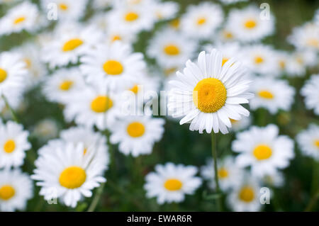 Gänseblümchen Stockfoto