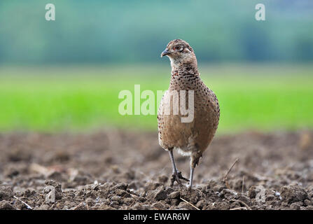 Wilde Frau Fasan in einem Feld Stockfoto