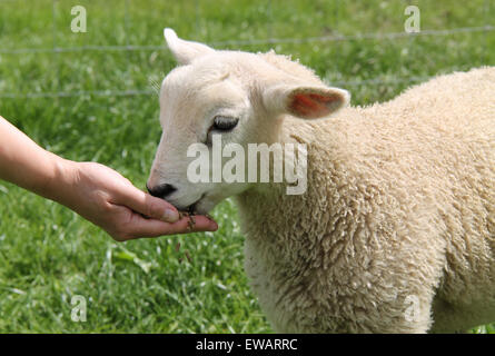 Ein kleines Baby Lamm von Hand gefüttert. Stockfoto