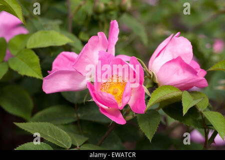 Rosa "Complicata" Blumen in einem englischen Garten. Stockfoto