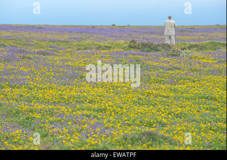 Ein Mann steht auf einem Feld voll von kleinen gelben Blüten, Front zurück. Stockfoto