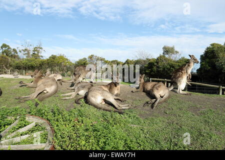 Eine Gruppe von Kängurus, die Verlegung auf dem Boden im Tierpark Stockfoto