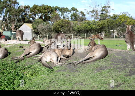 Eine Gruppe von Kängurus, die Verlegung auf dem Boden im Tierpark Stockfoto