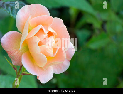 Nahaufnahme eines weich und romantisch Pfirsich farbigen rose Stockfoto