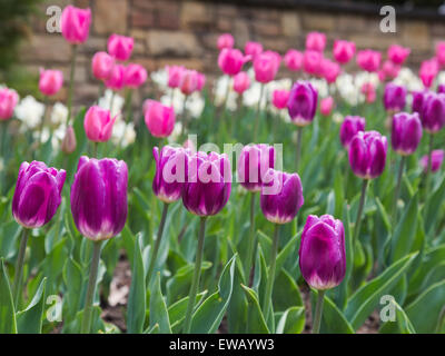 Eine Nahaufnahme zu lila farbigen Tulpen im Frühling. Weiße und rosa Tulpen sehen hinter Ihnen Stockfoto