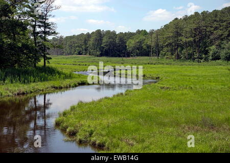 Ein Sumpfgebiet schlängelt sich in der Nähe eines dichten Waldes. Dieser Ort wird an einem sonnigen Tag gesehen. Stockfoto