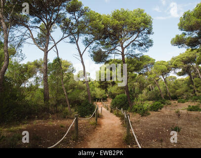 Pfad im mediterranen Wald. Dieses Hotel befindet sich in Menorca, Spanien. Stockfoto