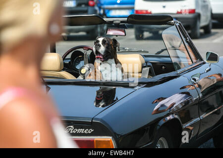 Hund im Oldtimer, Alfa Romeo 1600 bei Oldtimer Auto/Motorrad Rallye Piazzale, Quadrat Michelangelo mit Blick auf Firenze / Florenz Stockfoto